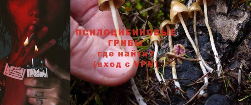 Псилоцибиновые грибы Magic Shrooms  Ленинск 